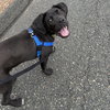 Fitz (p) - Photo 1