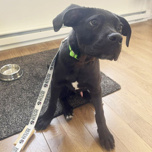 FITZ (P) - American Staffordshire Terrier / Terrier available for adoption