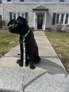 Fitz (p) - Photo 3