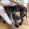 Fitz (p) - Photo 4