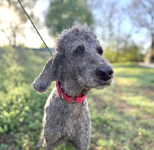 EDISON - Poodle (unknown type) / Terrier available for adoption