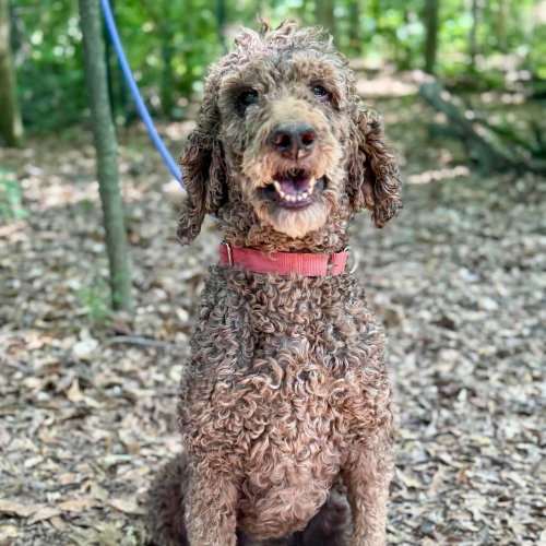 Edison, an adoptable Poodle in Whitestone, NY