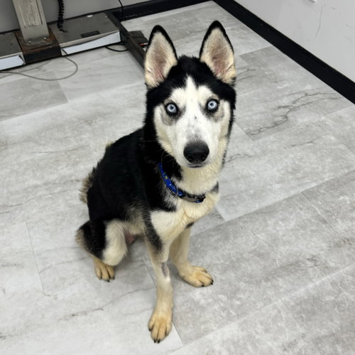 picture of the dog needing adoption