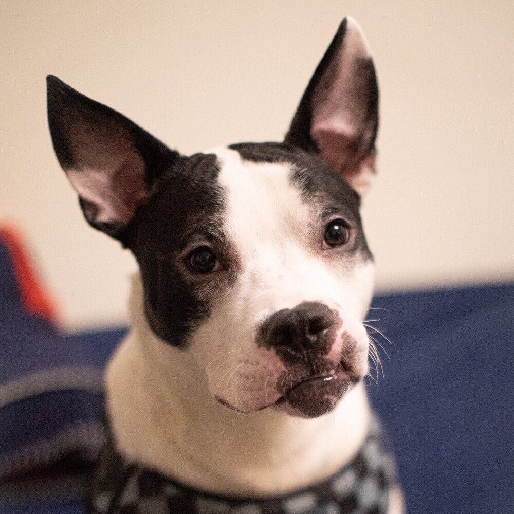 Terrier