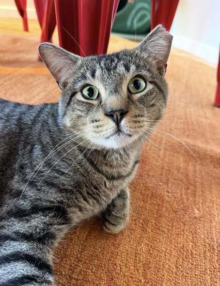 Buddy, Domestic Short Hair, cat for adoption in Clifton, New Jersey