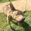 Champ Leo - Photo 3