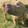 Champ Leo - Photo 4