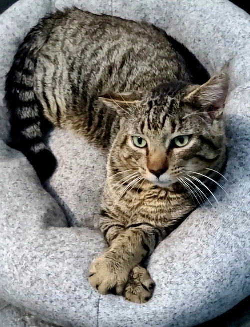 picture of the cat needing adoption