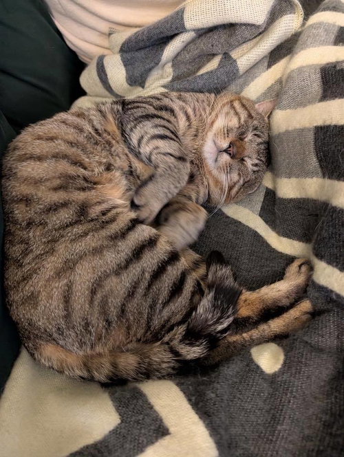 Chubs, Domestic Short Hair, cat for adoption in New Rochelle, New York
