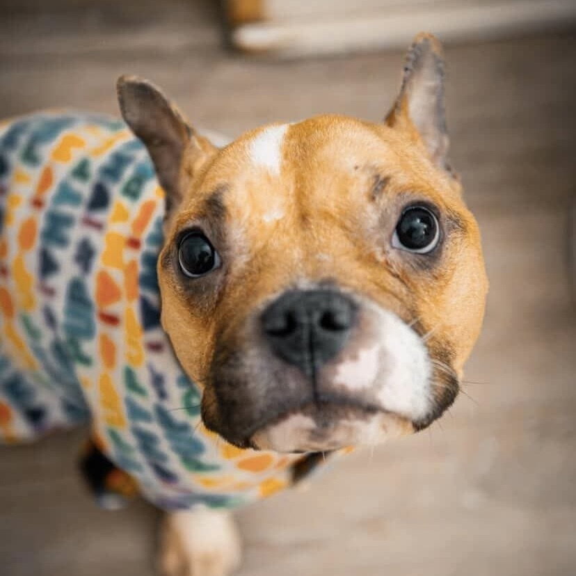 Terrier