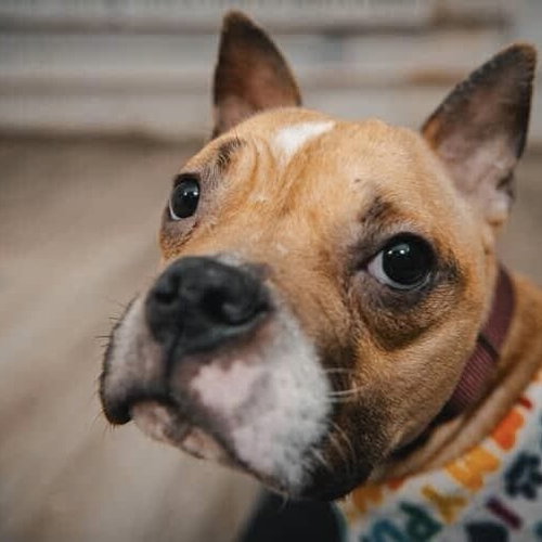 JADE BLOSSOM - Terrier available for adoption