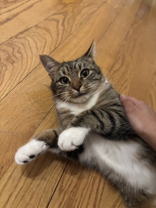 Marianne, an adoptable Domestic Short Hair in Whitestone, NY