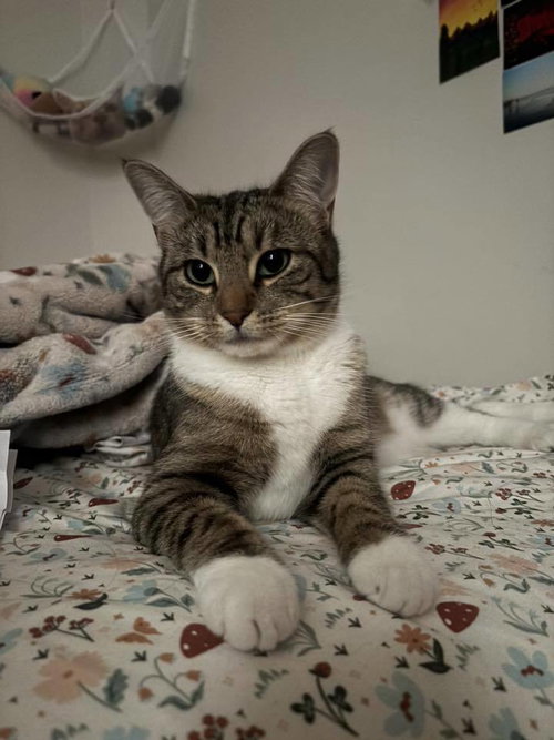 Marianne, Domestic Short Hair, cat for adoption in Clifton, New Jersey