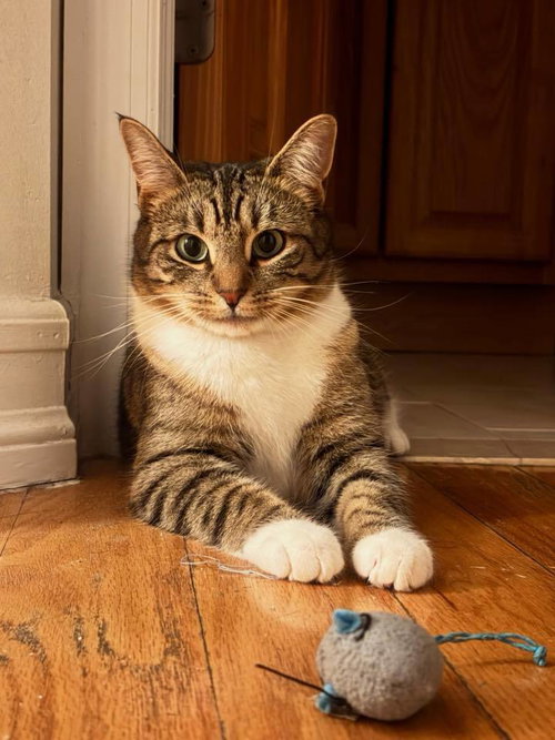 Marianne, an adoptable Domestic Short Hair in Whitestone, NY