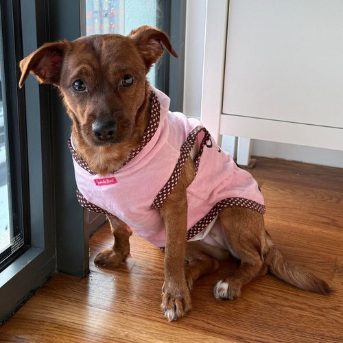 MOIRA - Terrier available for adoption