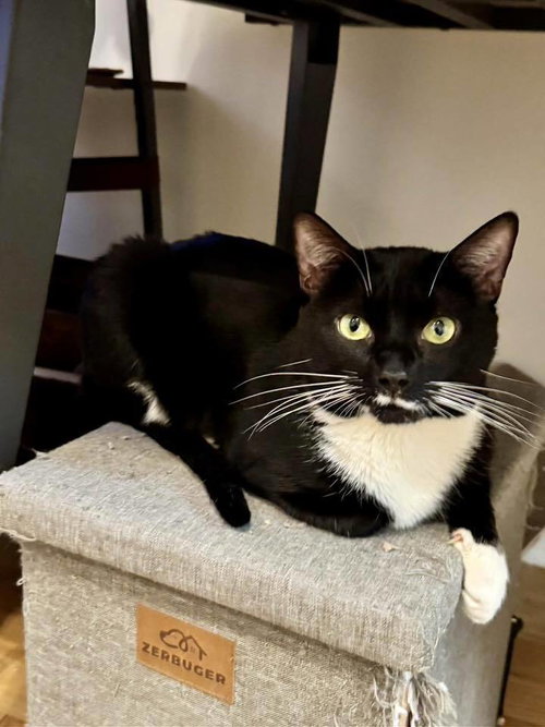 picture of the cat needing adoption