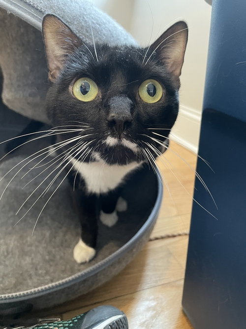 Bebo, Domestic Short Hair, cat for adoption in Clifton, New Jersey
