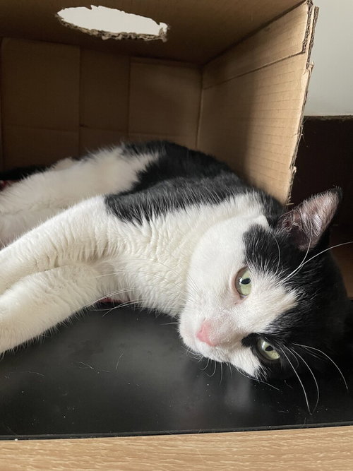 Mancho Jr, Domestic Short Hair, cat for adoption in Clifton, New Jersey