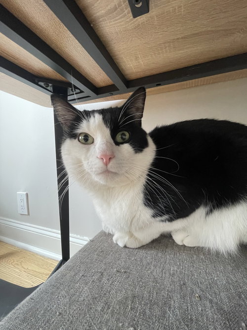 Mancho Jr, Domestic Short Hair, cat for adoption in Kearny, New Jersey