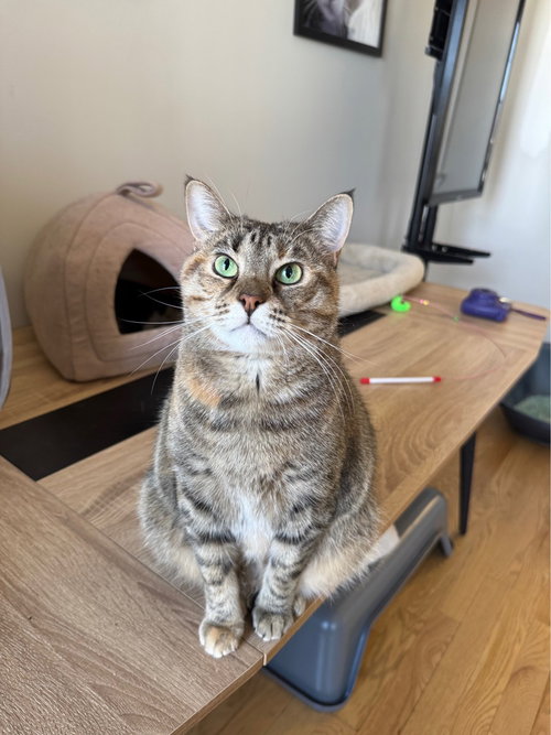 picture of the cat needing adoption