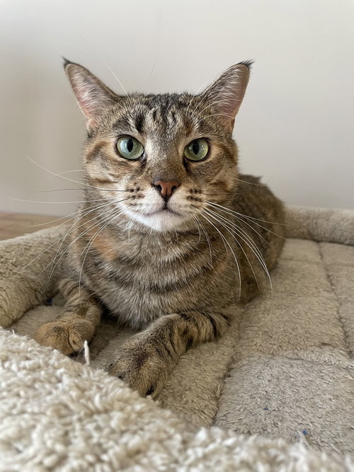 Katy, Domestic Short Hair, cat for adoption in New Rochelle, New York