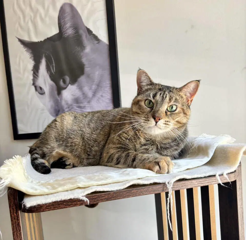 Katy - Domestic Short Hair