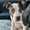 Tallulah Jasmine (p) - Photo 1
