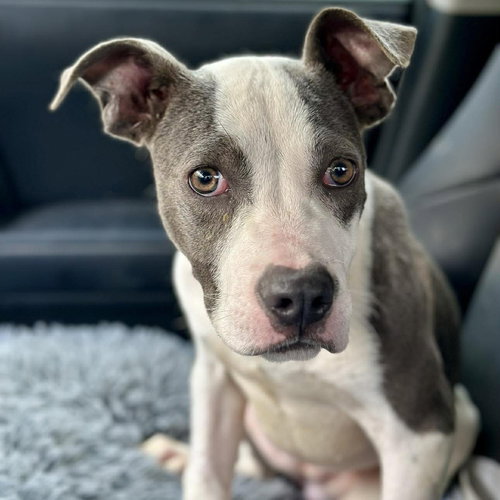 TALLULAH JASMINE (P) - Terrier available for adoption