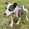 Tallulah Jasmine (p) - Photo 3