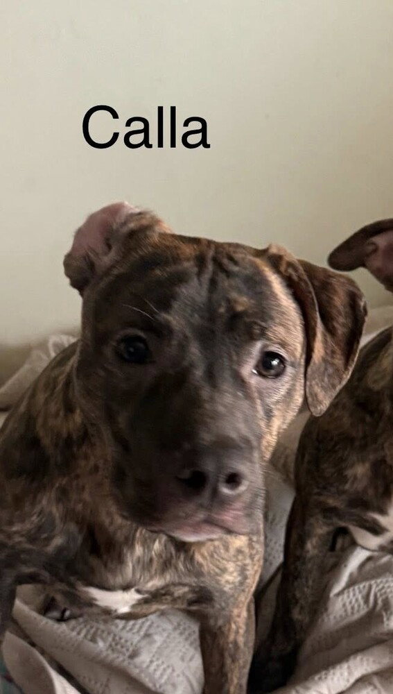 Terrier