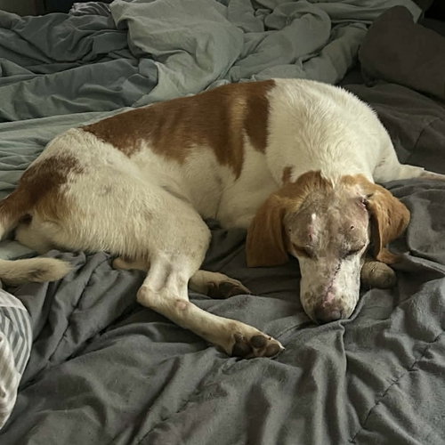 BASS - Terrier available for adoption