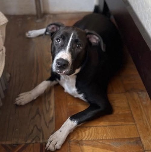 CANTO - Labrador Retriever / American Staffordshire Terrier available for adoption