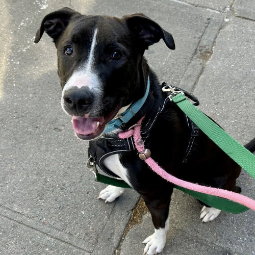 Canto, an adoptable Labrador Retriever in Whitestone, NY