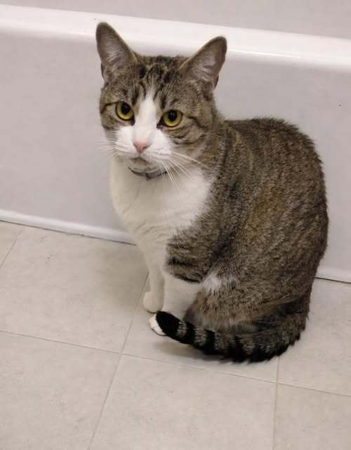 picture of the cat needing adoption