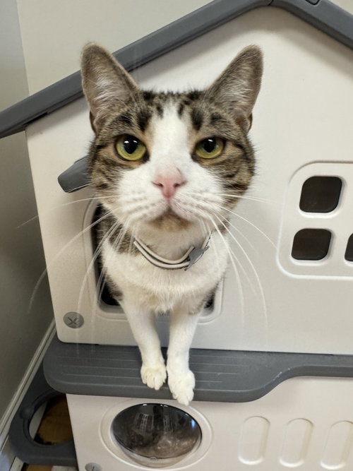 Frankie, Domestic Short Hair, cat for adoption in Clifton, New Jersey