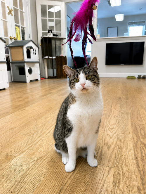 Frankie, Domestic Short Hair, cat for adoption in Mount Vernon, New York