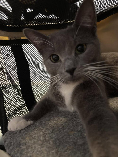 Principessa, Domestic Short Hair, cat for adoption in Clifton, New Jersey