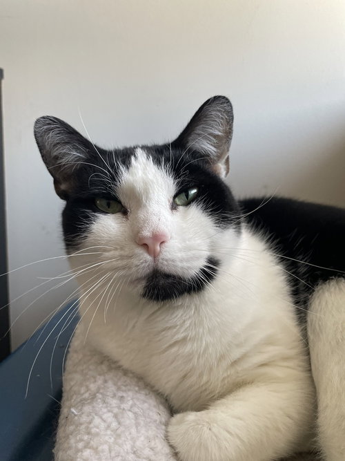 Prince, Domestic Short Hair, cat for adoption in Clifton, New Jersey