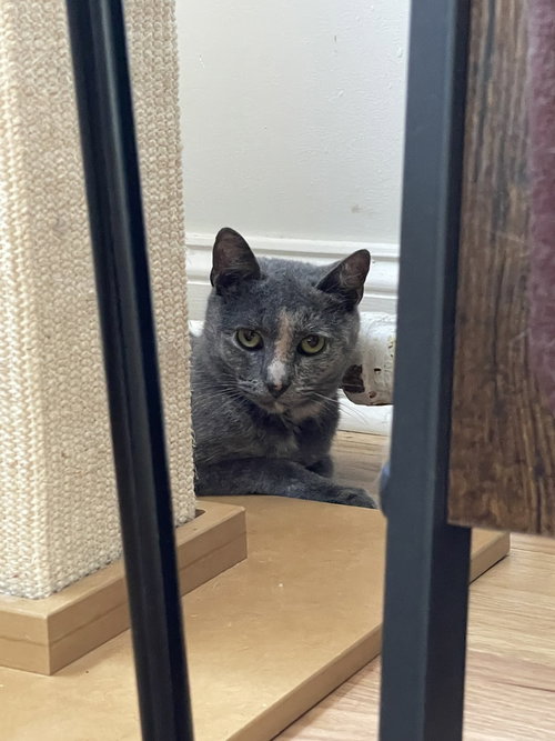 Sprite, Domestic Short Hair, cat for adoption in Clifton, New Jersey