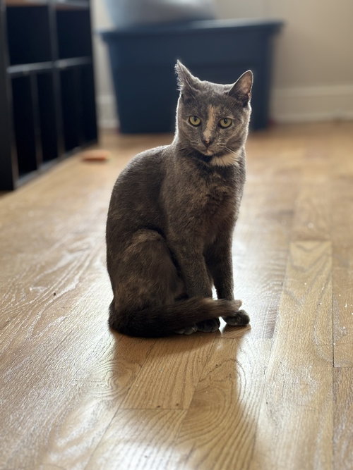 Sprite, Domestic Short Hair, cat for adoption in New Rochelle, New York