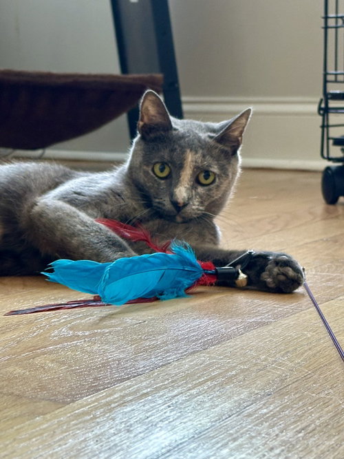 Sprite, Domestic Short Hair, cat for adoption in New Brunswick, New Jersey