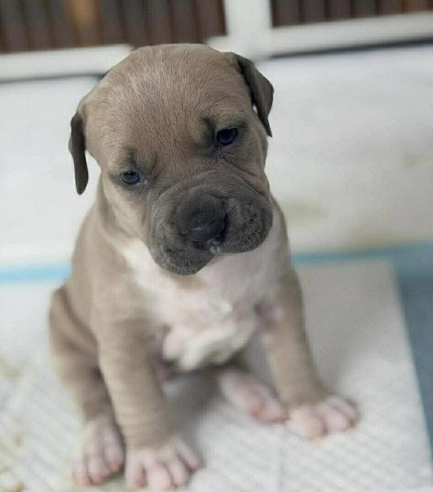 Terrier