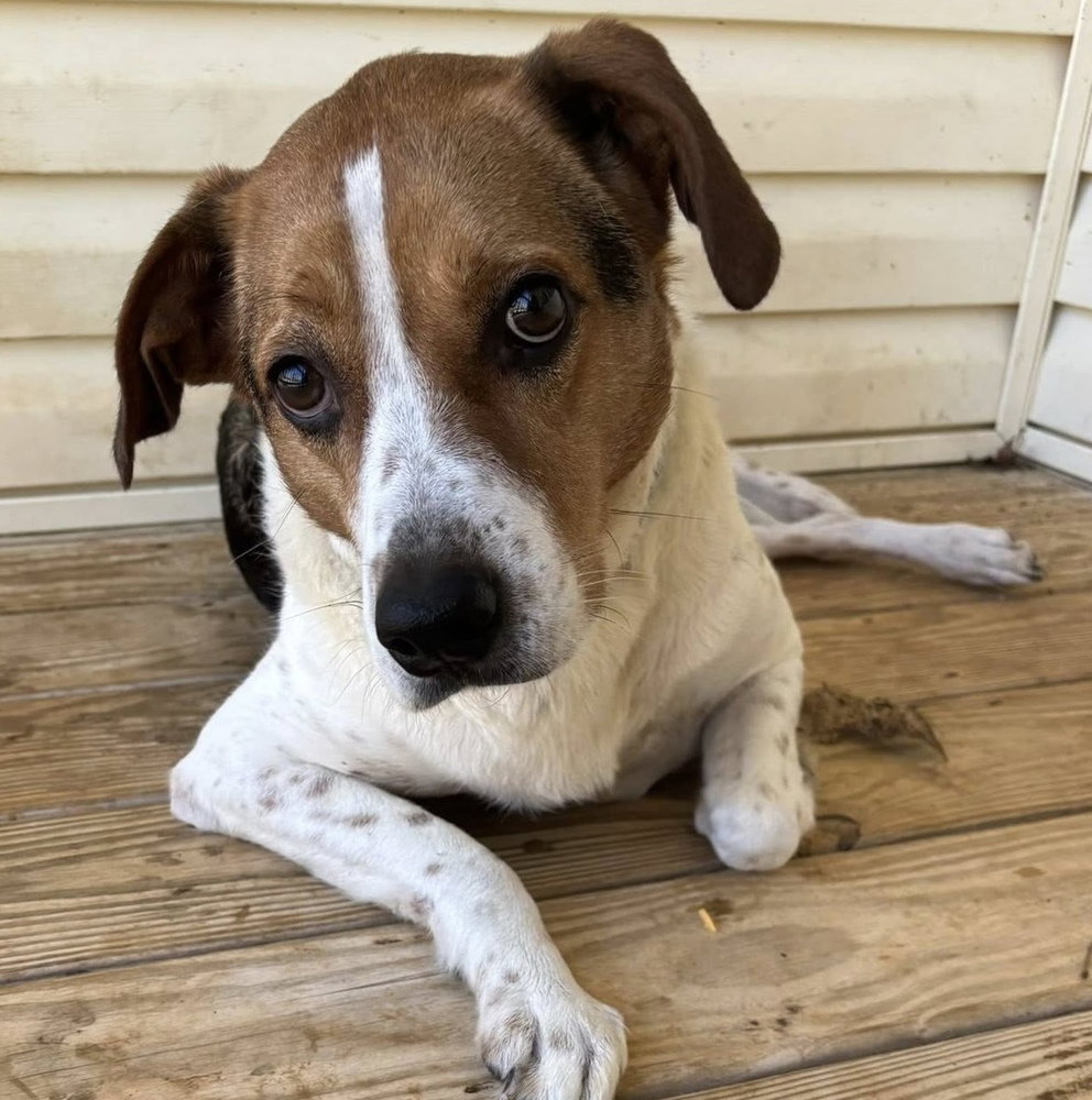 Monty (fka Rocky) Image