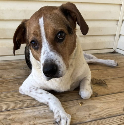 Monty (fka Rocky), an adoptable Terrier in Whitestone, NY