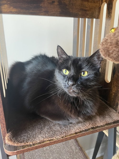 Ghoul, Domestic Long Hair, cat for adoption in Clifton, New Jersey
