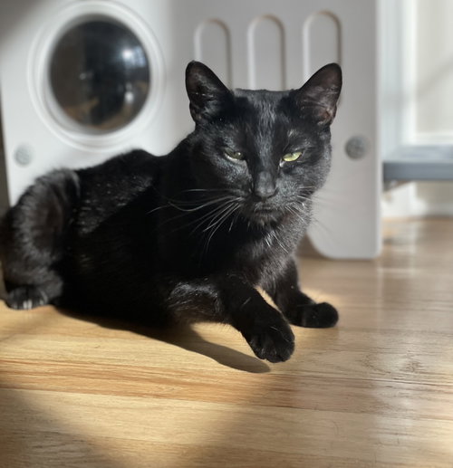 Mora, Domestic Short Hair, cat for adoption in Clifton, New Jersey