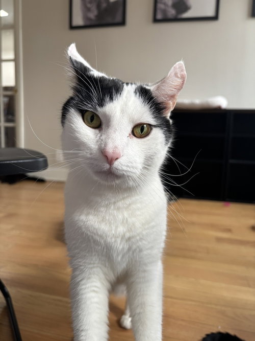 Big Boy, Domestic Short Hair, cat for adoption in Clifton, New Jersey