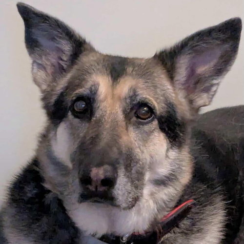 Nikki, an adoptable German Shepherd Dog in Whitestone, NY