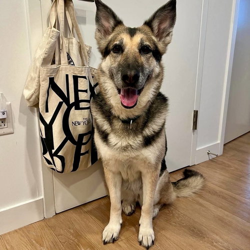 Nikki, an adoptable German Shepherd Dog in Whitestone, NY