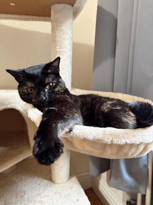 Ivy, Domestic Short Hair, cat for adoption in Clifton, New Jersey